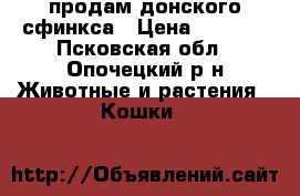 продам донского сфинкса › Цена ­ 3 000 - Псковская обл., Опочецкий р-н Животные и растения » Кошки   